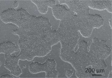 CCCadvanced® FN1 motifs Cell Culture Plates